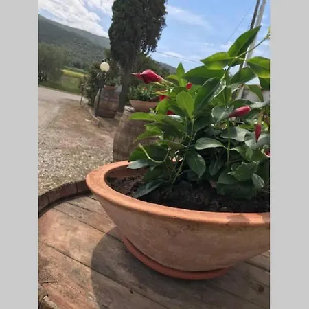 Il Salicchio App.benedetta